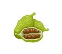 Cardamom