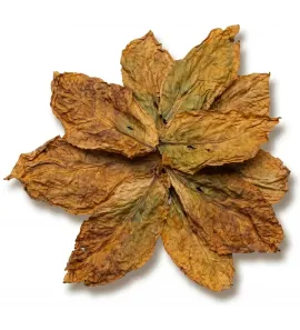 MOTIHARI TOBACCO